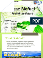 Biodiesel From Algae