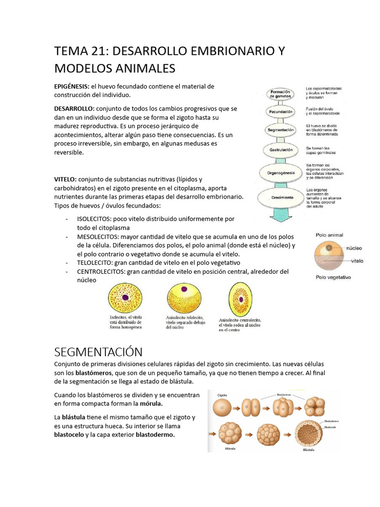 Desarrollo Embrionario y Modelos Animales | PDF | Ciencia y matemáticas