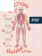 Functions of The Skeletal System Poster