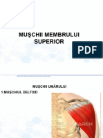 Muschii Membrului Superior - AMG