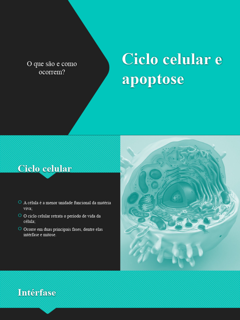Ciclo Celular e Apoptose: Fases e Importância | PDF | Autoajuda | Bem-estar
