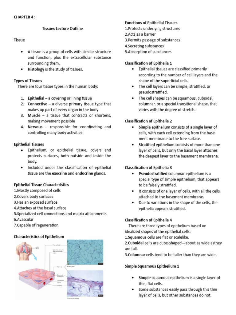 Chapter 4 | PDF | Epithelium | Connective Tissue