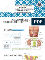 Anatomía Del Sistema Urogenital