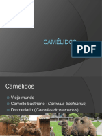 Manejo de Camelidos PDF