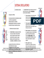 Sistema Circulatorio