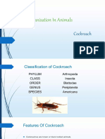 Cockroach 67454273