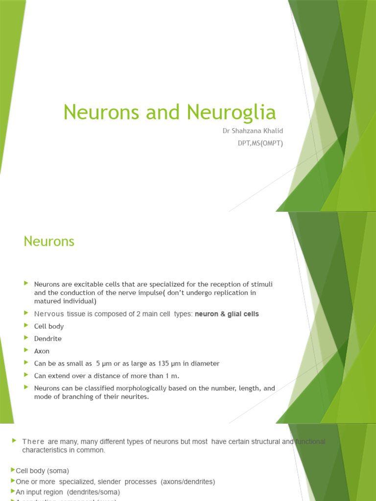 Neurons and Neuroglia Overview | PDF | Neuron | Action Potential
