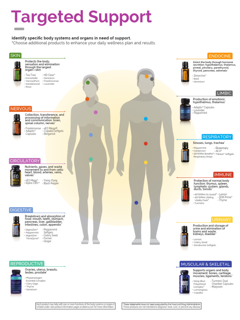 Body Systems Target Support Graphic Vertical | PDF | Human Body ...