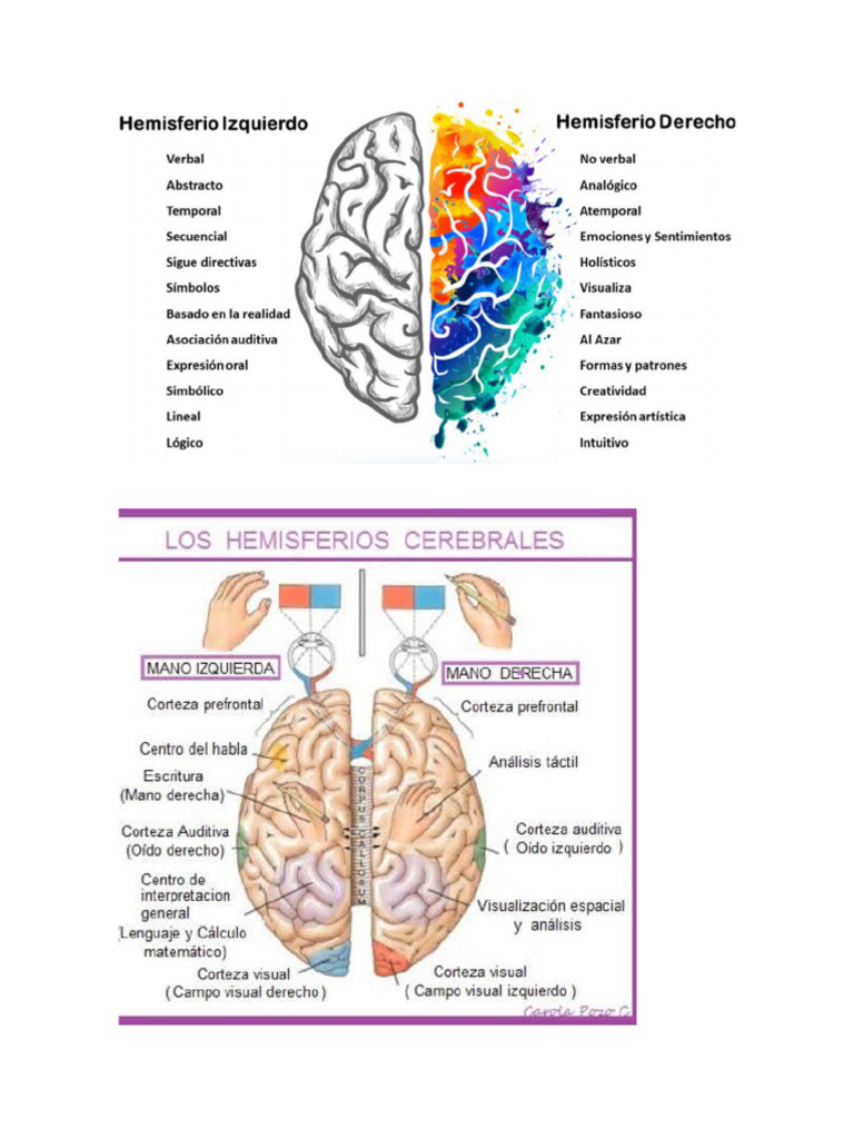 Hemisferios Cerebrales Sus Funciones | PDF