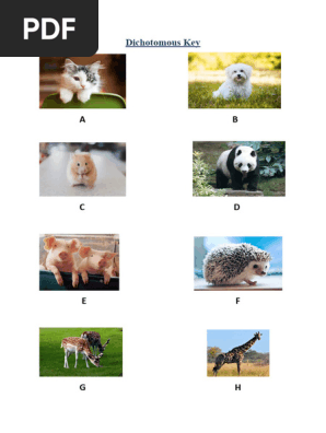 Dichotomous Key