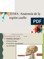 Anatomia Del Cuello