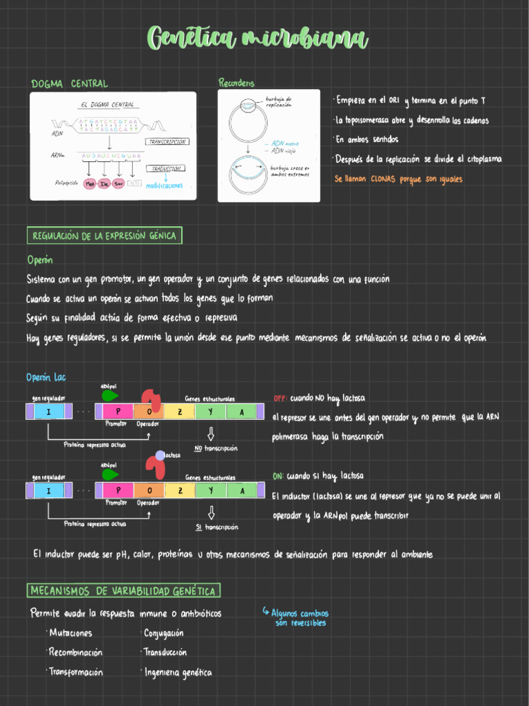 Genética Microbiana PDF Plásmido Transformación (Genética)