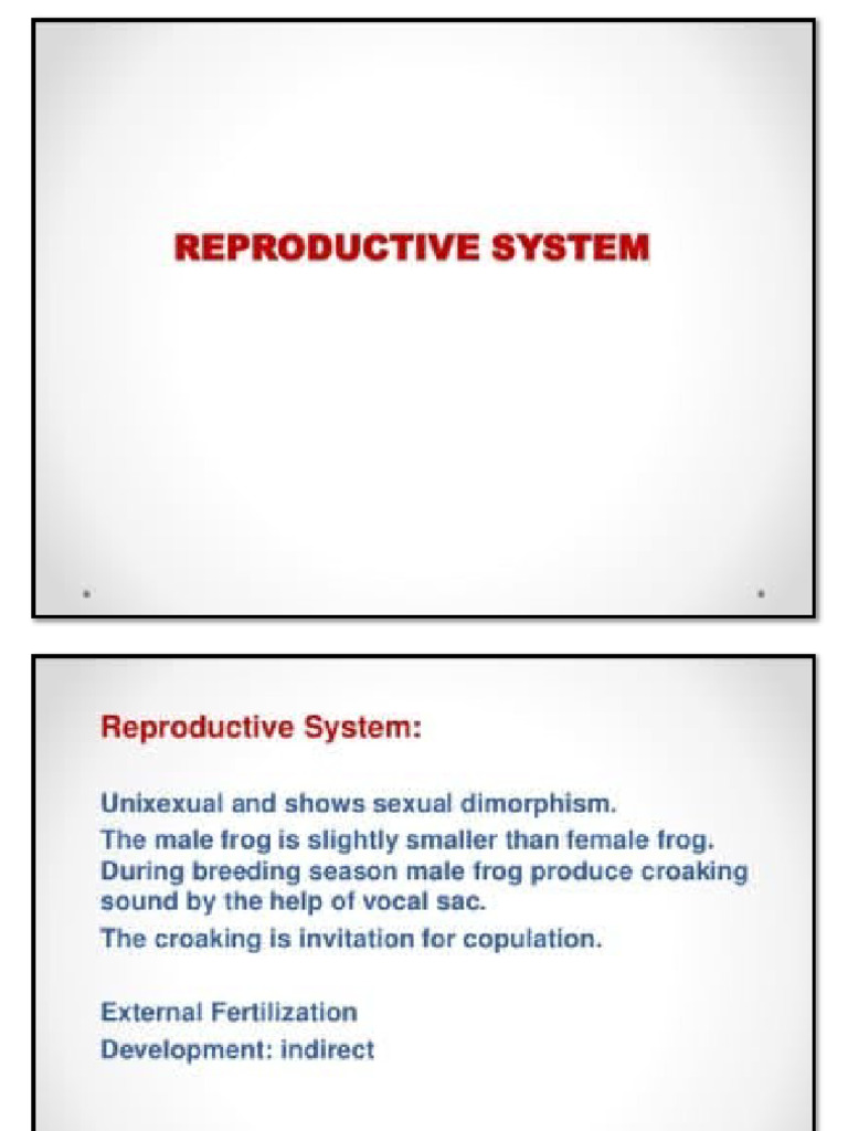 Reproductive System of Frog | PDF