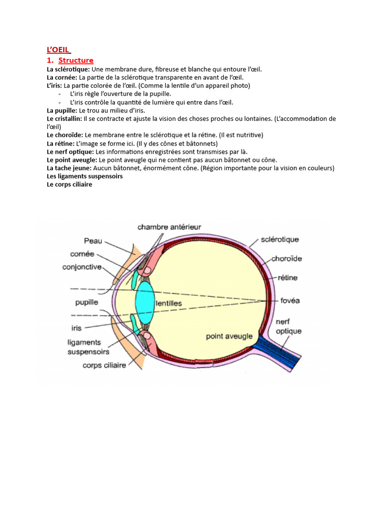 Anatomie et Fonction des Sens Humains | PDF
