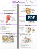 Introducción A Otorrinolaringologia