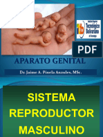 Morfo II - 5. Aparato Genital