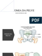 Anatomia Da Pelve