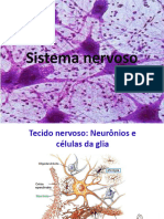 Sistema Nervoso