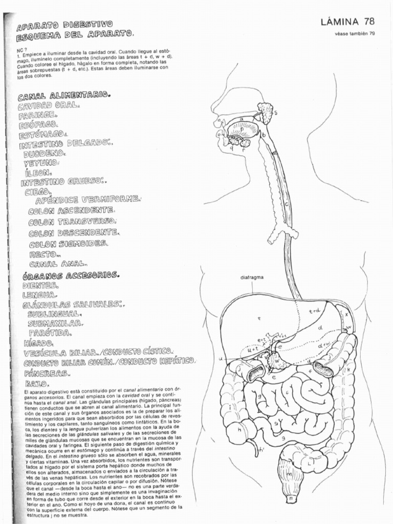Aparato Digestivo para Colorear | PDF