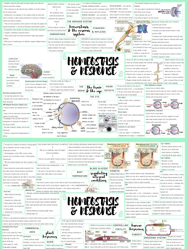 Biology Paper 2 Mindmaps Pdf Nervous System Neuron