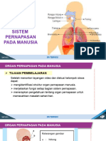 Presentasi Organ Pernapasan Manusia Pertemuan Ke2