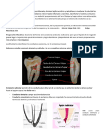 Preparación Mecánica Endodoncia Parte 1