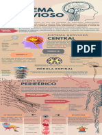 Infografia Sistema Nervioso Anatomico