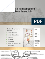 Female Reproductive System in Rabbits