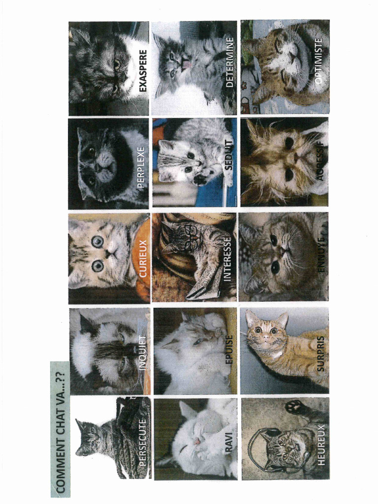 Comment Chat'va - Animation | PDF