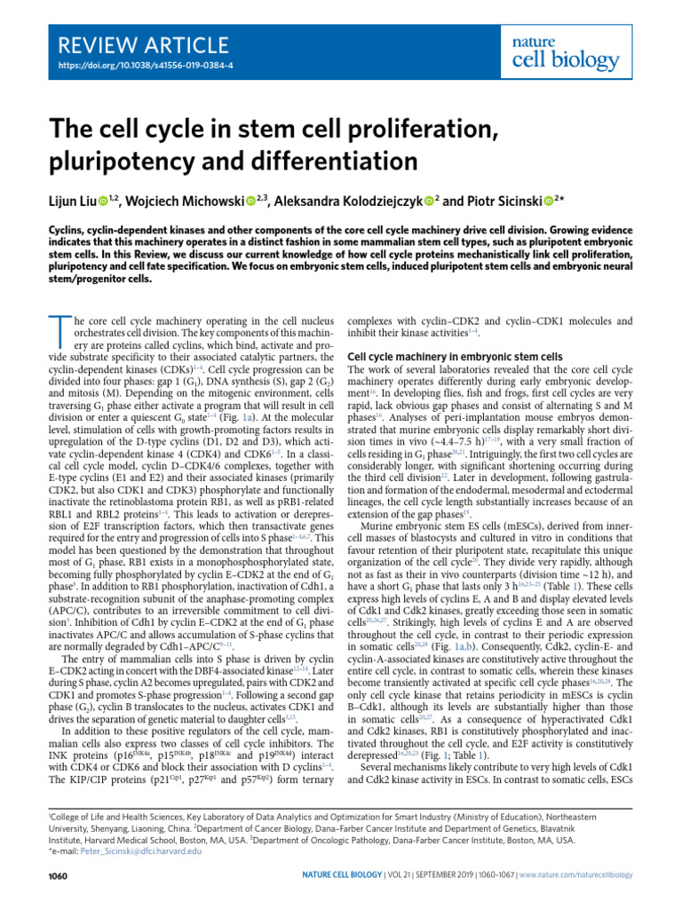Cell Cycle Dynamics in Stem Cells | PDF | Cell Cycle | Stem Cell