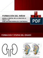 Formación Del Riñon