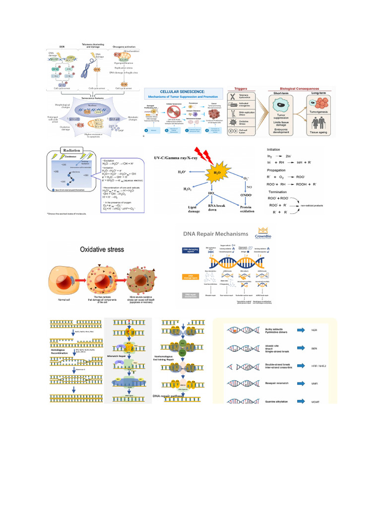 BBDM 3 Hanif | PDF