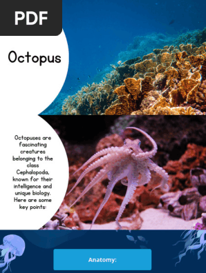 Octopus
