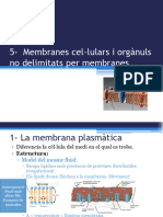 5 - Membranes Cel-Lulars I Organuls No Delimitats Per Membranes