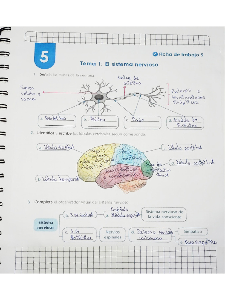 Sistema Nervioso SN | PDF
