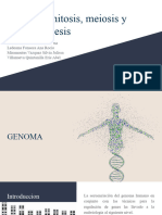 Mitosis, Meiosis, Gametogenesis, Genoma