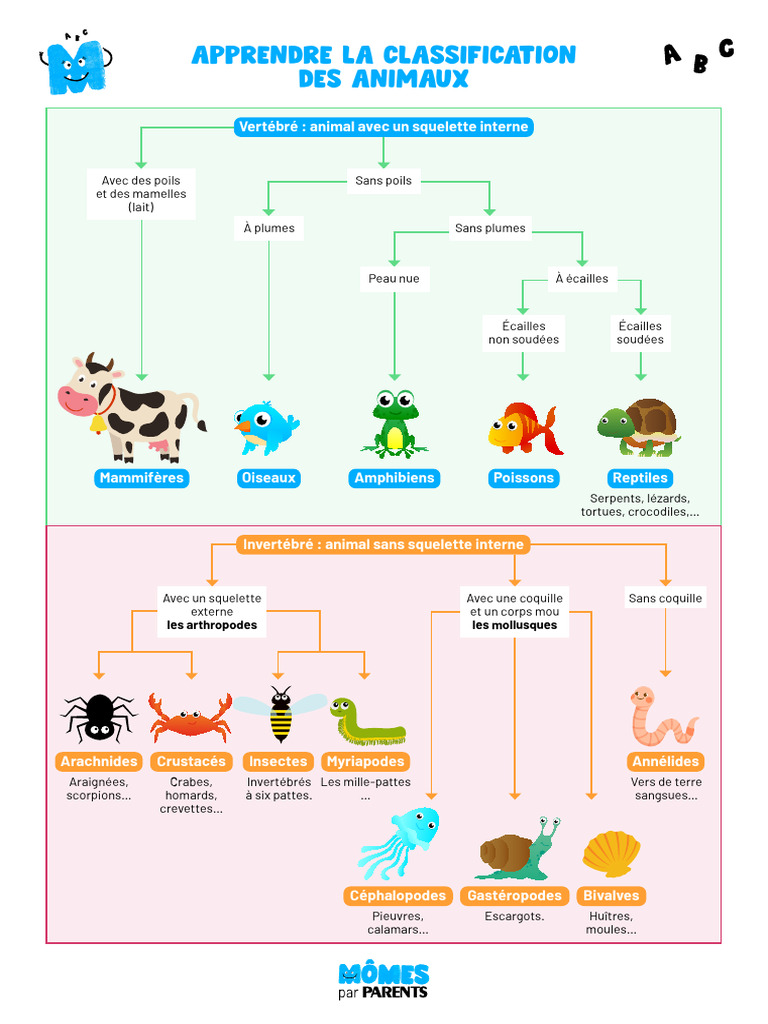 Classification des Animaux : Guide Complet | PDF | Jeunes adultes, image size:768x1024