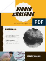 Vibrio Cholarae