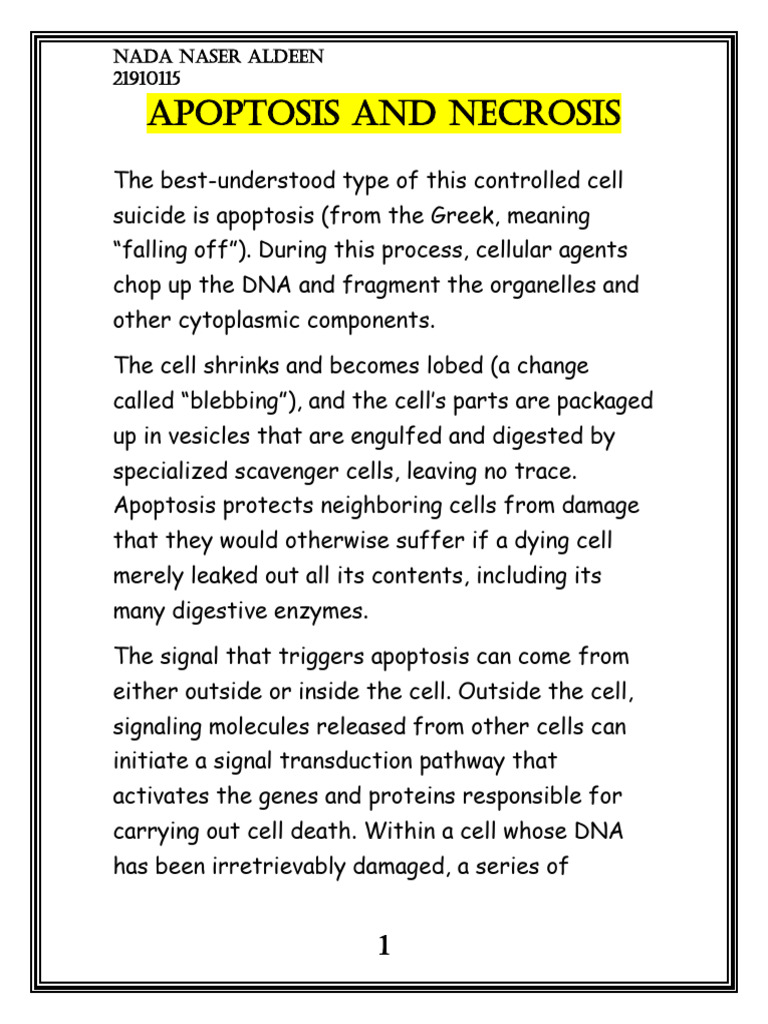 Apoptosis and Necrosis | PDF