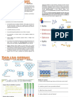 Bacterias - Monera