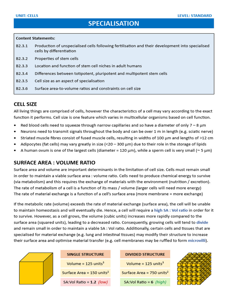 Understanding Stem Cells and Cell Size | PDF | Wellness