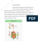 Aparato Digestivo Brunelli Fisiologia Nutricion