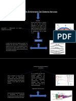 Mapa Conceptual Desarrollo Del Sistema Nervioso