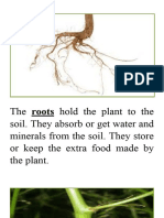 The Roots Hold The Plant To The Soil
