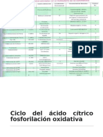 Ciclo Del Acido Citrico