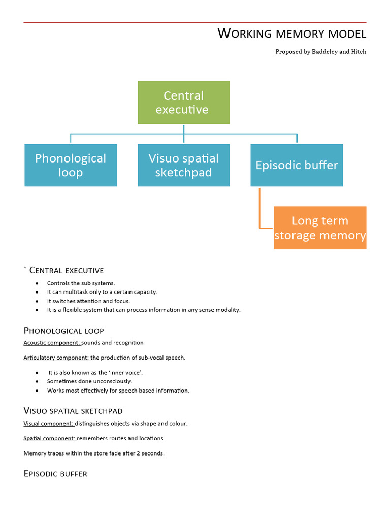 Working Memory Model | PDF | Neuroscience | Cognitive Science