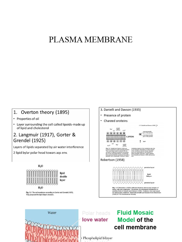 Understanding Plasma Membrane Structure | PDF | Wellness | Science ...