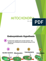 Mitochondria