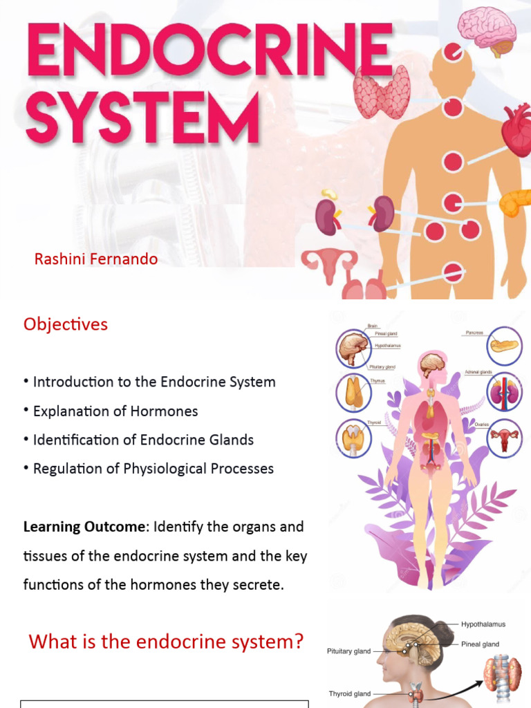 Endocrine System 12.02.2024 | PDF