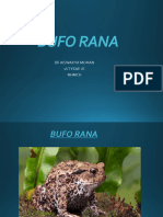 Bufo - Rana-Wps - Office (1) - Read-Only